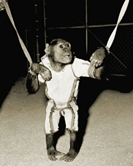 Prints of Enos the astrochimp. Enos the chimpanzee in training to go into space. Enos was launched into space on-board Mercury-Atlas 5 (MA-5), an American unmanned spaceflight of the Mercury program Images Dated 2010 October: Enos the Astrochimp Print