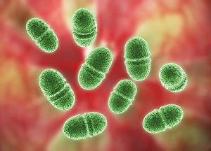 Prints of Enterococcus faecalis. Computer artwork of Enterococcus faecalis bacteria (previously known as Streptococcus faecalis). The bacterium is in the process of dividing through binary fission. E Images Dated 2010 September: Enterococcus faecalis Print