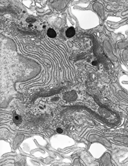 Images Dated 14th February 2013: TEM Print of Enterocyte Cell