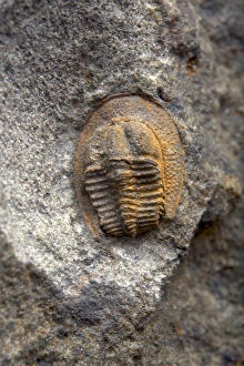 Images Dated 1st February 2013: Eoharpes sp. Print, Ordovician Trilobite Fossil