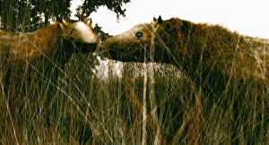 Prints of Eohippus. Artists impression of the extinct horse Eohippus, also known as Hyracotherium. This species lived during the Eocene epoch between 60 and 45 million years ago Images Dated 2006 February: Eohippus Print: Artists impression of the extinct horse