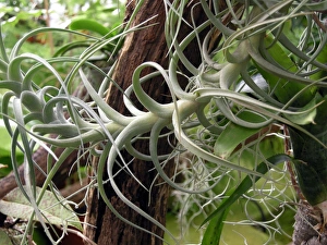 Images Dated 26th August 2009: Epiphytic Bromeliad Print