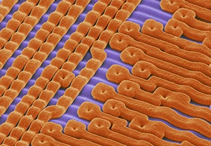 Images Dated 2002 March: SEM EPROM Silicon Chip Print