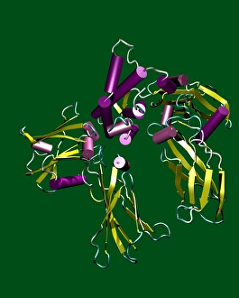 Erythropoietin hormone Erythropoietin hormone
