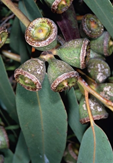 Close Up Fruit Photography Prints: Eucalyptus globulus