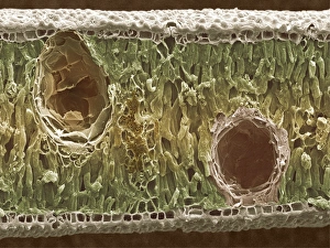 Images Dated 2000: Eucalyptus Leaf Print (SEM)