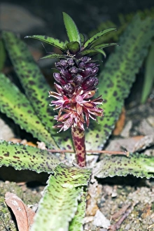 Succulent Flowers Prints: Eucomis vandermerwe