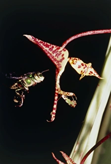 Euglossine bee visiting a wasp orchid Euglossine bee visiting a wasp orchid