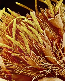 Eupatorium japonicum flower, SEM Eupatorium japonicum flower, SEM