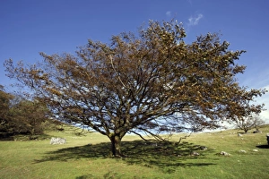 Autumn Foliage Photos Prints: European beech tree