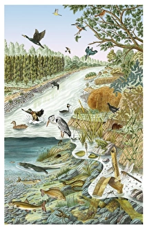 European river life, artwork C016/3451 European river life, artwork C016/3451