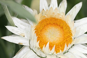 Australian Native Flora Prints: Everlasting flower