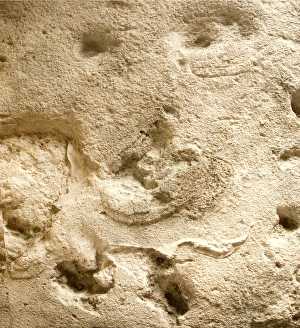 Images Dated 30th July 2008: Eve's Footprint Print: A fossilised impression of a human foot