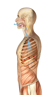 Respiratory System Artwork Prints: Exhalation, artwork
