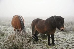 Frosty Landscape Photography Prints: Exmoor ponies