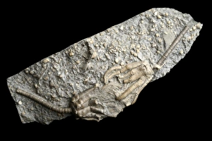 Triassic Period Fossils Prints: Extinct Crinoid