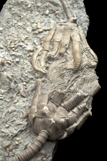 Triassic Period Fossils Prints: Extinct Crinoids