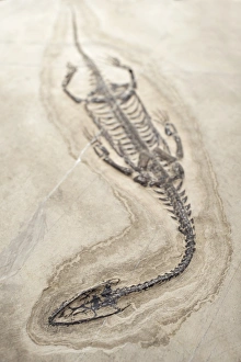 Extinct Marine Reptiles Prints: Extinct Triassic Reptile
