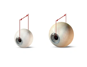 Anatomy Of The Human Eye Prints: Eye size comparison, artwork