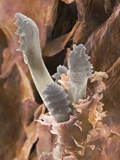 Print of Eyelash Mite, SEM