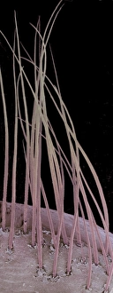 Prints of Eyelash hairs. Coloured scanning electron micrograph (SEM) of eyelash hairs. Hairs grow from follicles in the dermal layer of the skin Images Dated 2002 June: SEM Eyelash Hairs Print