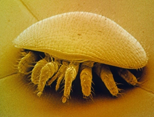 F/col SEM of a mite (Varroa) of the honeybee F/col SEM of a mite (Varroa) of the honeybee