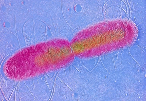 Images Dated 1991: False-colour TEM Print of E. coli Dividing Bacteria