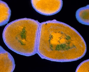 Images Dated 1991: Enterococcus faecalis TEM Print