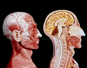 Facial muscles and internal structure of the head Facial muscles and internal structure of the head