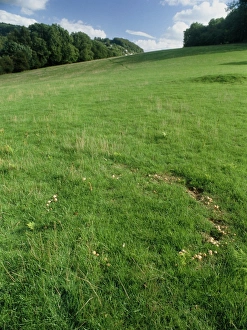 Fairy ring fungus Fairy ring fungus