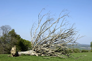 Prints of Fallen dead tree in a field. Photographed near Cuckfield, West Sussex, UK Images Dated 2007 November: Dead Tree Print, West Sussex Landscape