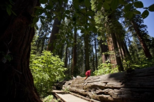 Sequoiadendron Giganteum Prints: Fallen giant sequoia trunk