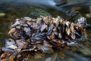 Autumn River Scene Prints: Fallen leaves in a river
