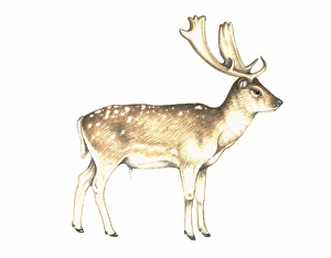 Middle Eastern Wildlife Prints: Fallow deer, artwork