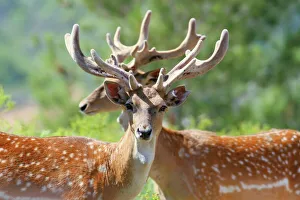 Images Dated 5th June 2009: Fallow Deer Stags with Velvet Antlers Print