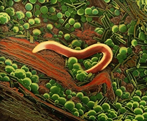 False col SEM of nematode worm on sample of peat False col SEM of nematode worm on sample of peat