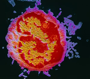 Images Dated 1989: False-colour TEM of a lymphocyte Print