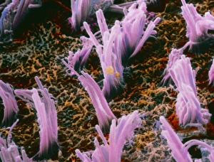 False-colour SEM of ciliated hair cells in the ear False-colour SEM of ciliated hair cells in the ear