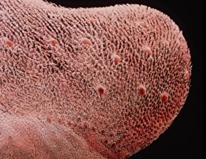 False-colour SEM of dorsal surface of tongue False-colour SEM of dorsal surface of tongue