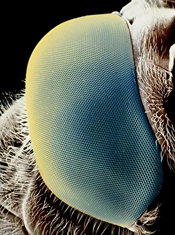 False-colour SEM Print of a Hoverfly's Eye