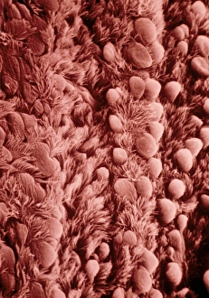 False-colour SEM of human bronchial epithelium False-colour SEM of human bronchial epithelium
