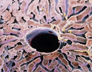 False-colour SEM of a lobule of the liver False-colour SEM of a lobule of the liver