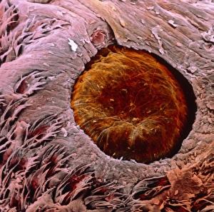 False-colour SEM of a papilla vallata False-colour SEM of a papilla vallata