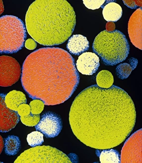 False colour SEM of Sephadex beads False colour SEM of Sephadex beads