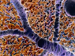 False-colour SEM of vessels in liver lobule False-colour SEM of vessels in liver lobule