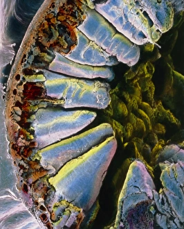 Prints of False-colour scanning electron micrograph (SEM) of a section through the duodenum. The duodenal wall has muscle layers (at far left, brown) Images Dated 2003 September: False-colour SEM Print of Duodenal Wall Cross-section