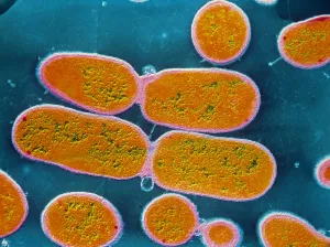 False-colour TEM of Shigella sp. bacteria False-colour TEM of Shigella sp. bacteria