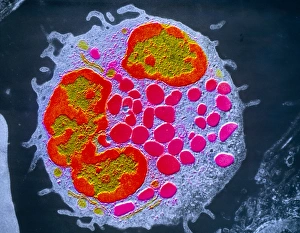 False colour TEM of a single basophil False colour TEM of a single basophil
