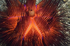 False fire urchin False fire urchin