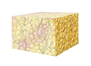 Cell Biology Images Prints: Fat tissue, artwork